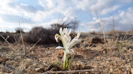 Malatya'da Nevruz Çiçekleri açtı