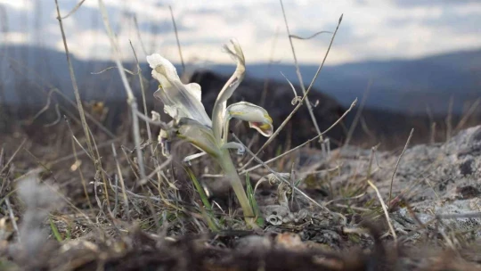 Malatya'da Nevruz Çiçekleri açtı