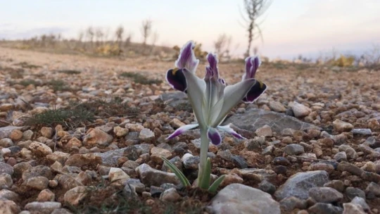 Malatya'da Nevruz Çiçekleri açtı