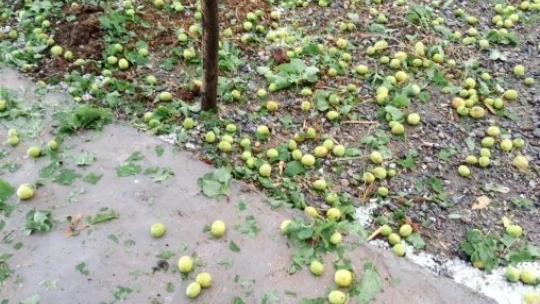 Malatya'da sağanak ve dolu meyvelere zarar verdi