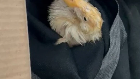 Malatya'da sağanak yağış hayvanları da vurdu