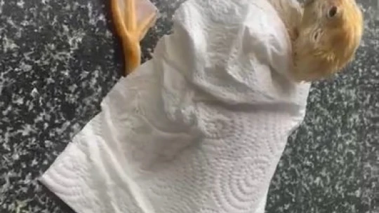 Malatya'da sağanak yağış hayvanları da vurdu