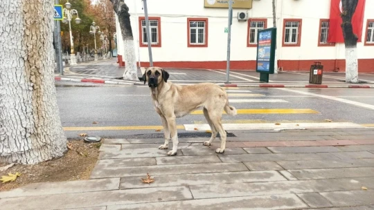Malatya'da sokaklarda sessizlik hakim