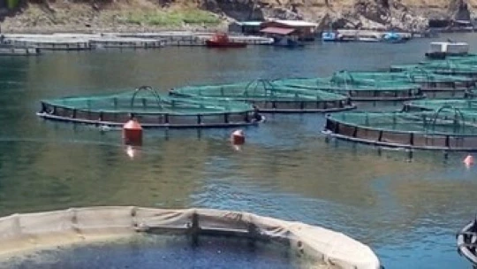 Malatya'da Somon Balığı üretimine önem