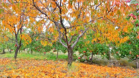 Malatya'da sonbahar ayrı güzel