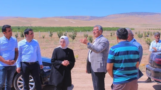 Malatya'da Trabzon hurması üretimine destek