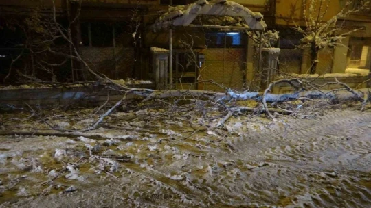 Malatya'da yoğun kar yağışı ağaçları devirdi