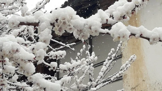 Malatya'da zirai don nedeniyle oluşan hasar tespit ediliyor