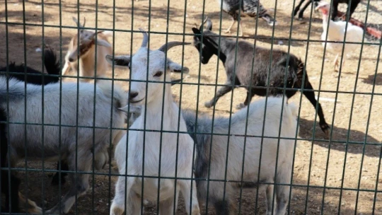 Malatya Hayvanat Bahçesi 7 ay sonra kapılarını yeniden açtı