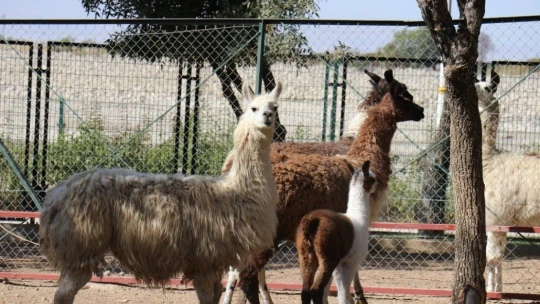 Malatya Hayvanat Bahçesi 7 ay sonra kapılarını yeniden açtı