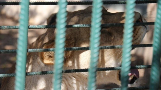Malatya Hayvanat Bahçesi 7 ay sonra kapılarını yeniden açtı