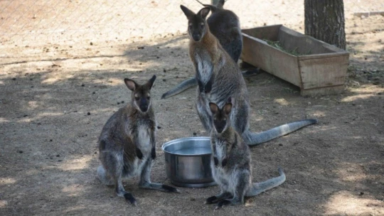 Malatya Hayvanat Bahçesi açılmayı bekliyor