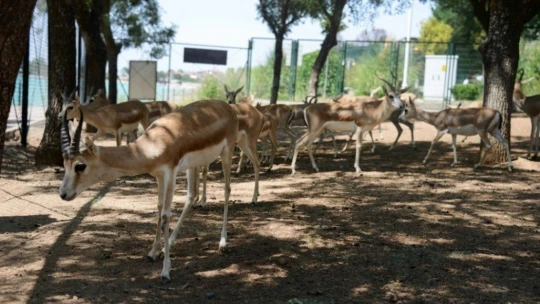 Malatya Hayvanat Bahçesi açılmayı bekliyor