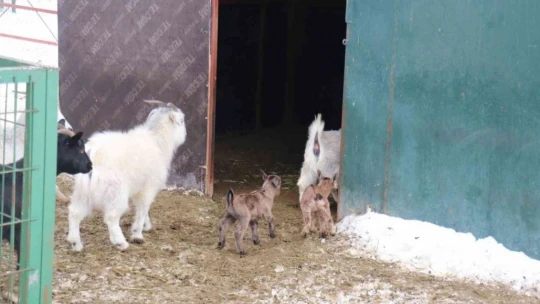 Hayvan sayısı artıyor