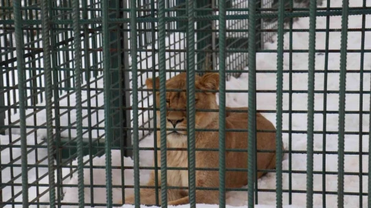 Hayvan sayısı artıyor