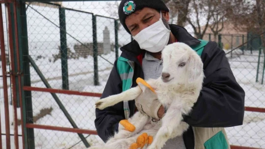 Hayvan sayısı artıyor