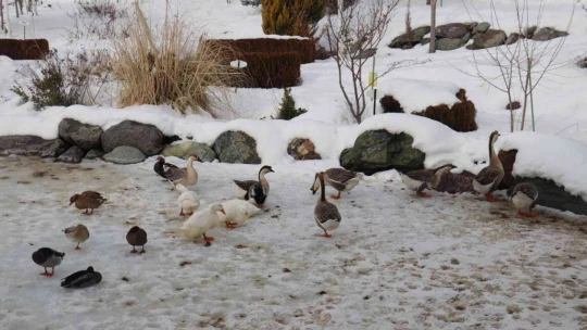 Hayvan sayısı artıyor