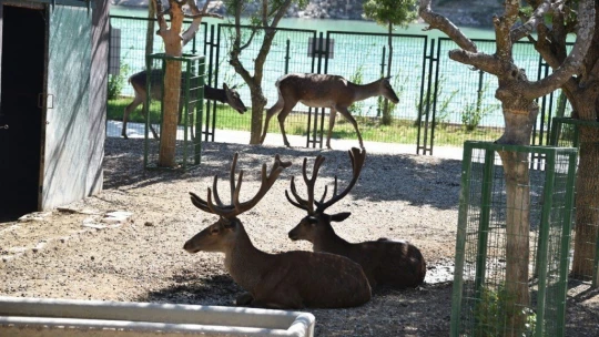 Malatya Hayvanat Bahçesi ziyarete açıldı