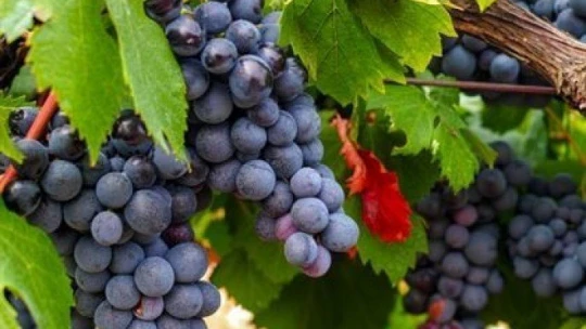 İçli köfte Tescil Belgesi aldı