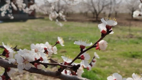 Malatya kayısıdan gelinlik giydi