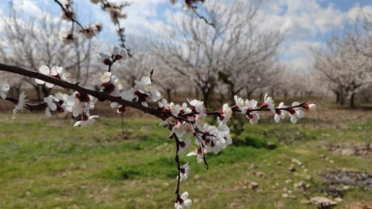 Malatya kayısıdan gelinlik giydi