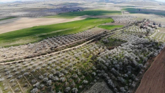 Malatya kayısıdan gelinlik giydi