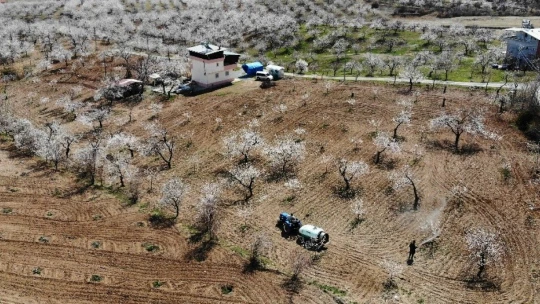Malatya kayısıdan gelinlik giydi