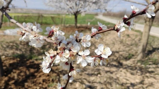 Malatya kayısıdan gelinlik giydi