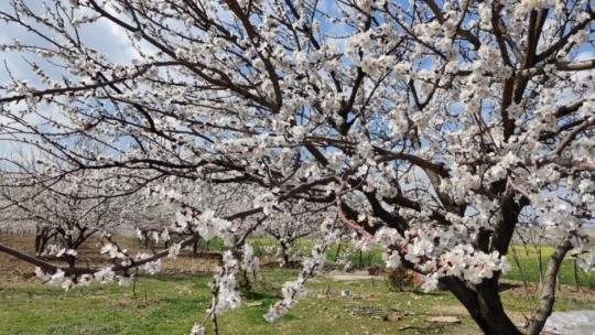 Malatya kayısıdan gelinlik giydi
