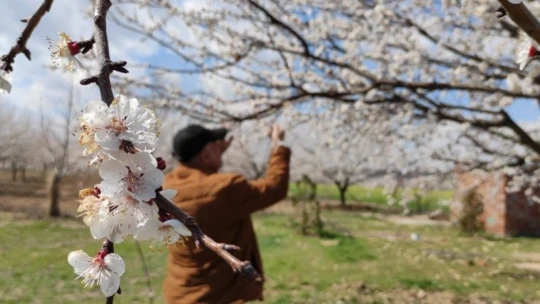 Malatya kayısıdan gelinlik giydi