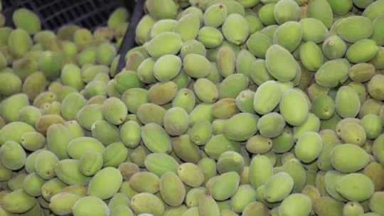 Kayısı çağlası tezgahlardaki yerini aldı