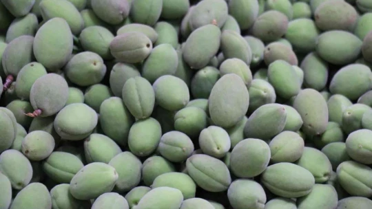 Kayısı çağlası tezgahlardaki yerini aldı