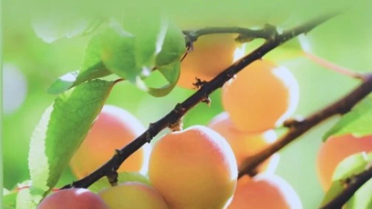 Malatya kayısısı kitabı finalde yarışacak