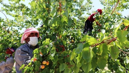 Malatya'nın 'Sarı altınında' hasat mevsimi