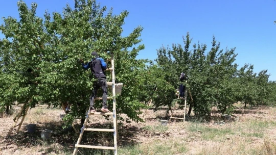 Malatya'nın 'Sarı altınında' hasat mevsimi