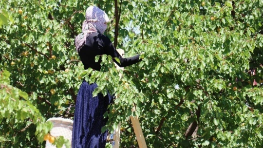 Malatya'nın 'Sarı altınında' hasat mevsimi