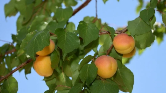 Malatya'nın 'Sarı altınında' hasat mevsimi