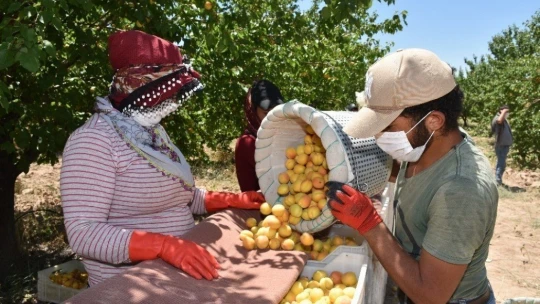 Malatya'nın 'Sarı altınında' hasat mevsimi