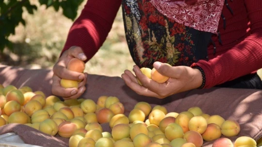 Malatya'nın 'Sarı altınında' hasat mevsimi