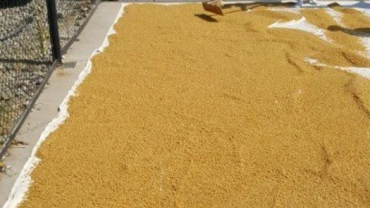 Malatya'nın kunduru buğdayı belgeselde tanıtılacak