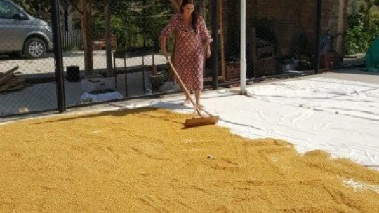 Malatya'nın kunduru buğdayı belgeselde tanıtılacak