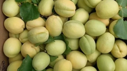 Malatya'nın turfanda kayısısı pazarda