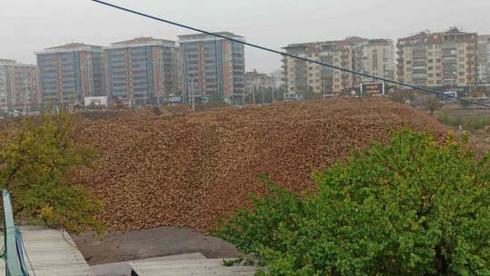 Malatya Şeker Fabrikası'nda hedef 60 bin ton şeker üretimi