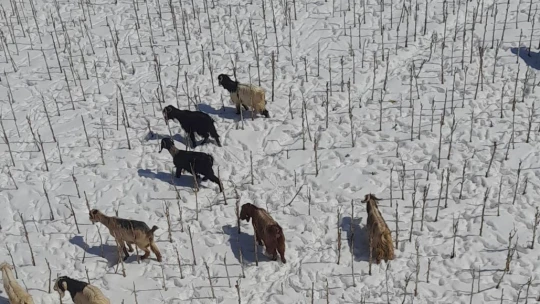 Malatya, son 20 yılın en çetin kışını yaşıyor