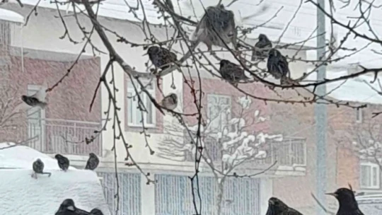 Malatya, son 20 yılın en çetin kışını yaşıyor