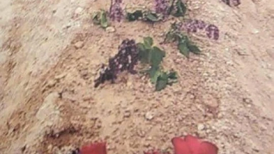 Mersedes Kadir'in mezarı yaptırıldı