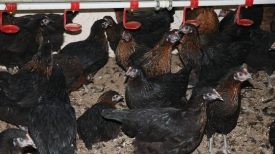 Meslek liseleri pandemide de üretmeye devam ediyor