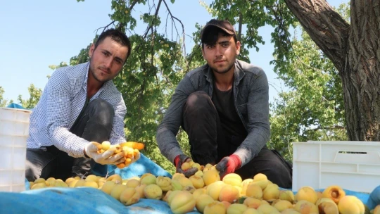 Zorlu kayısı mesaisi başladı