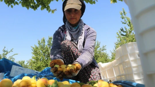 Zorlu kayısı mesaisi başladı