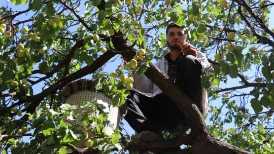 Mevsimlik tarım işçilerinin zorlu mesaisi